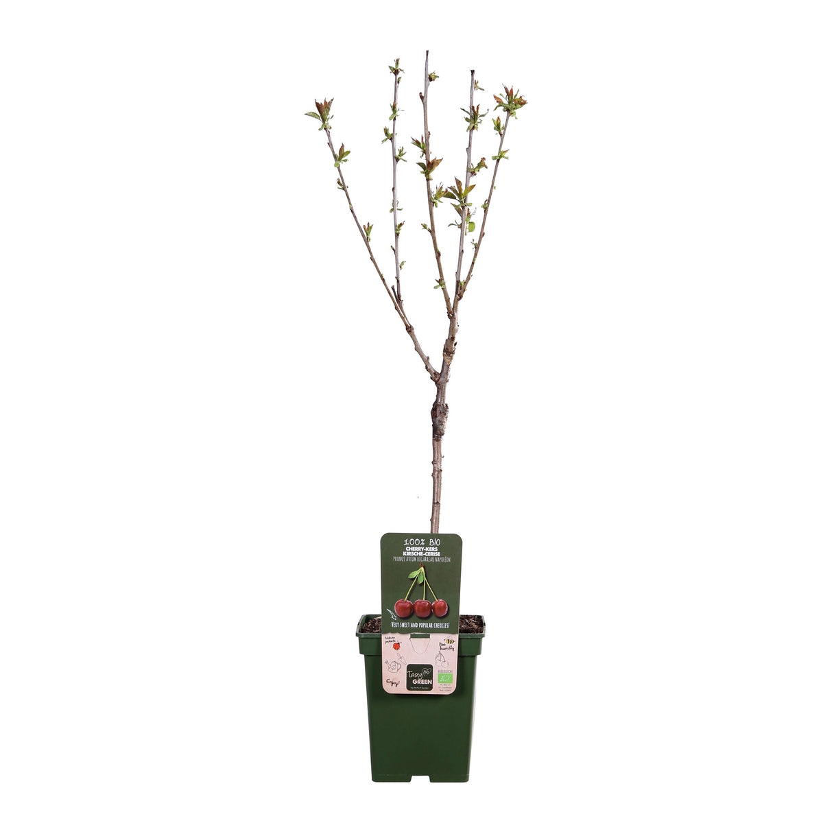 Dwarf cherry Prunus avium 'Bigarreau Napoléon' Green-Red-White - Bio - Hardy plant