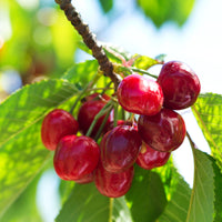 Dwarf cherry Prunus avium 'Regina' Green-Red-White - Bio - Hardy plant