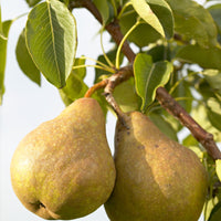 Pear tree Pyrus communis 'Gieser Wildeman' White-Green - Bio - Hardy plant