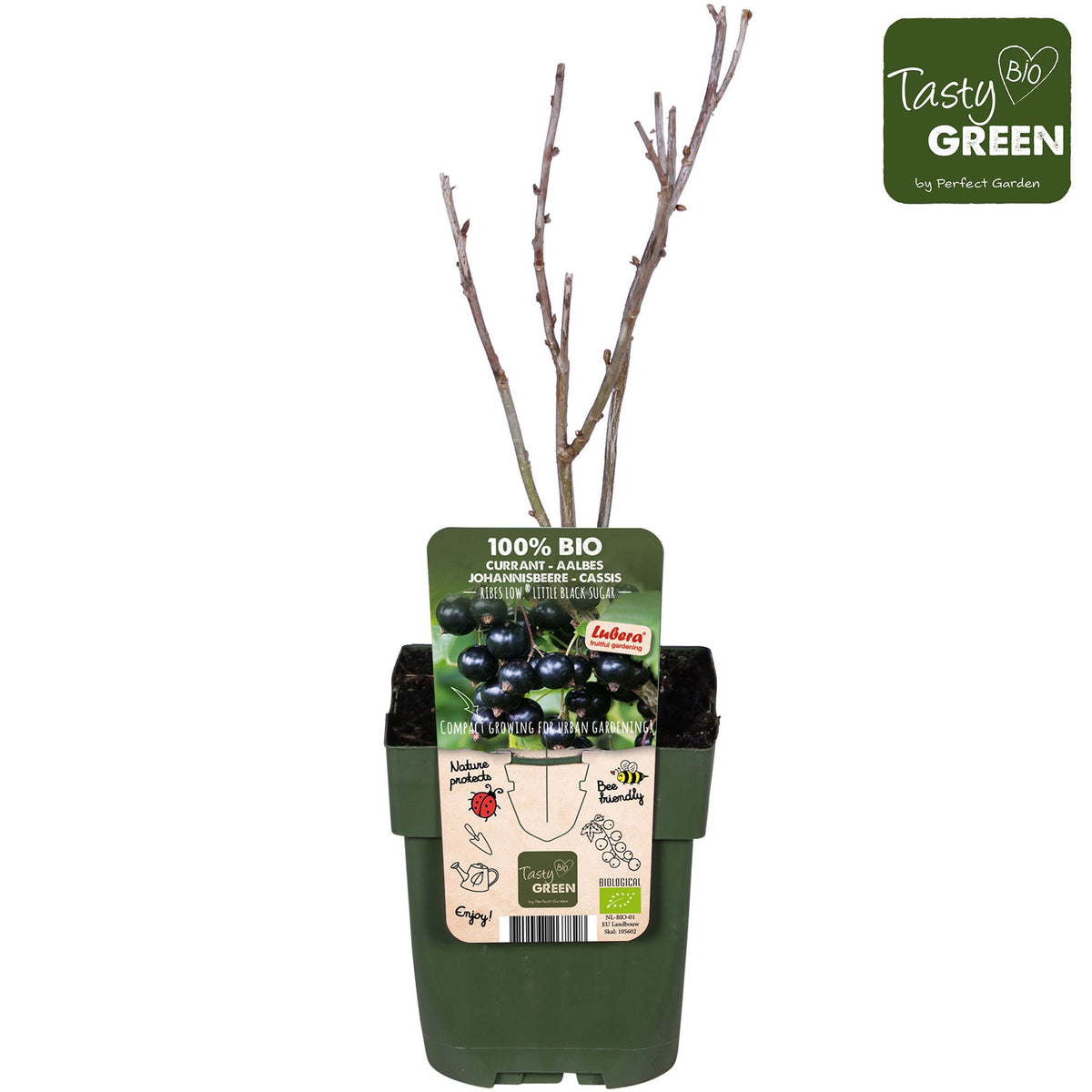 Blackberry Ribes 'Little Black Sugar' Black - Bio