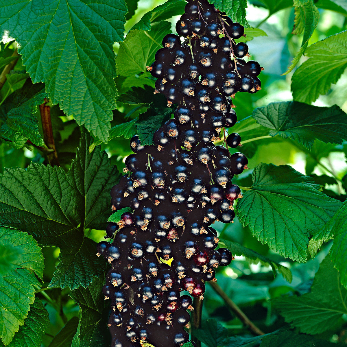 Blackberry Ribes 'Little Black Sugar' Black - Bio