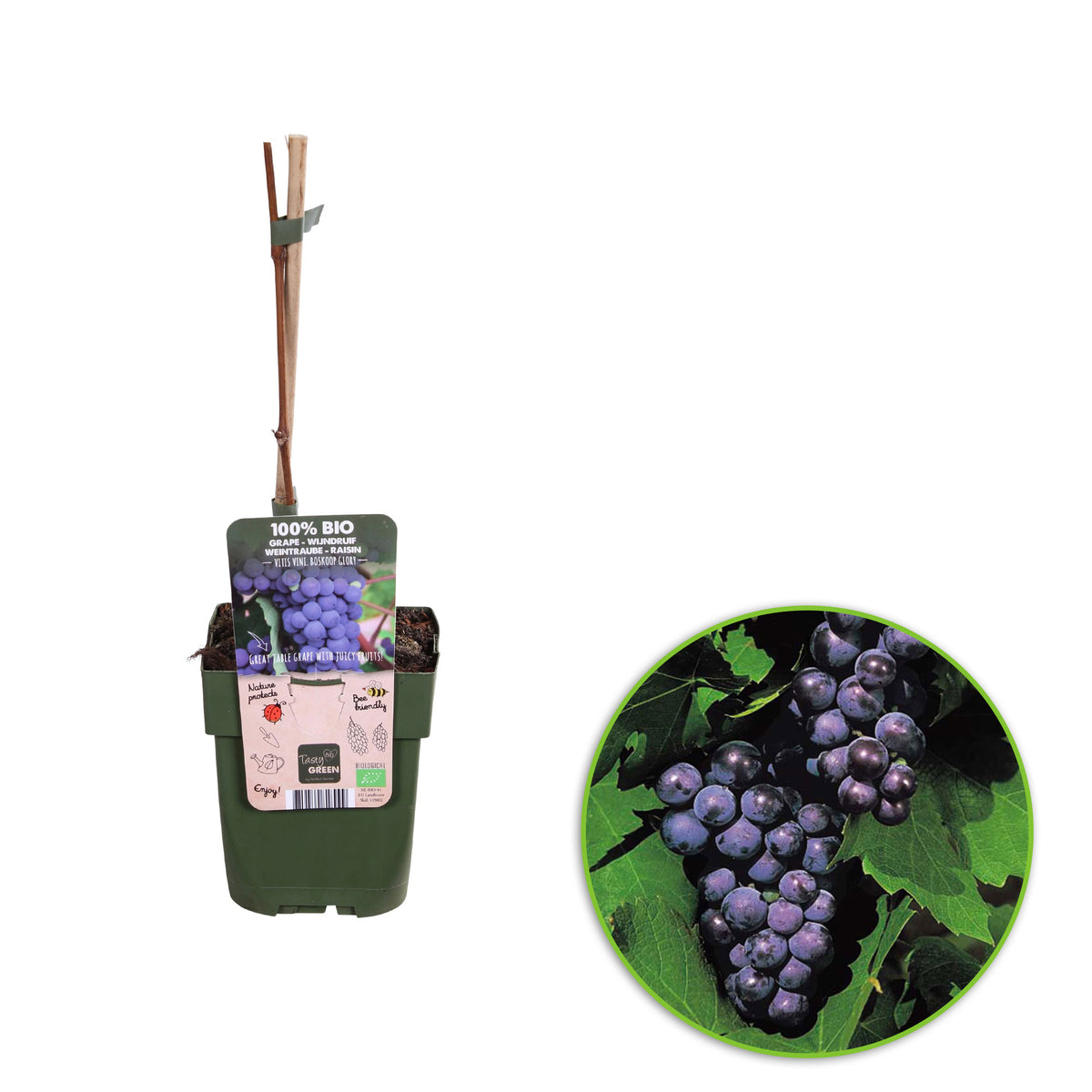 Grape Vitis 'Boskoop Glory' Blue - Bio