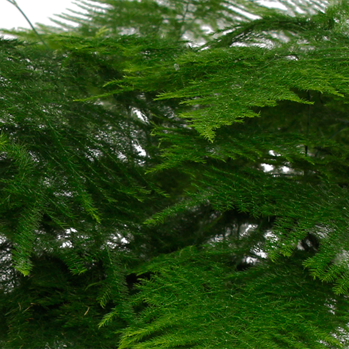 Asparagus Fern Asparagus