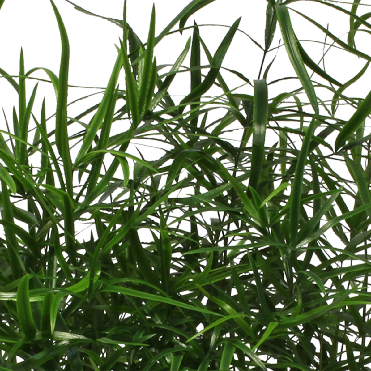 Asparagus Fern Asparagus falcatus