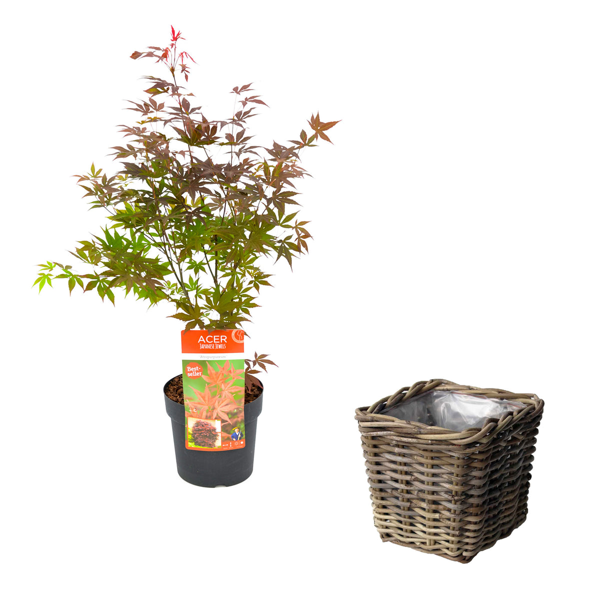 Japanese maple Acer palmatum 'Atropurpureum' including square rattan basket - Hardy plant