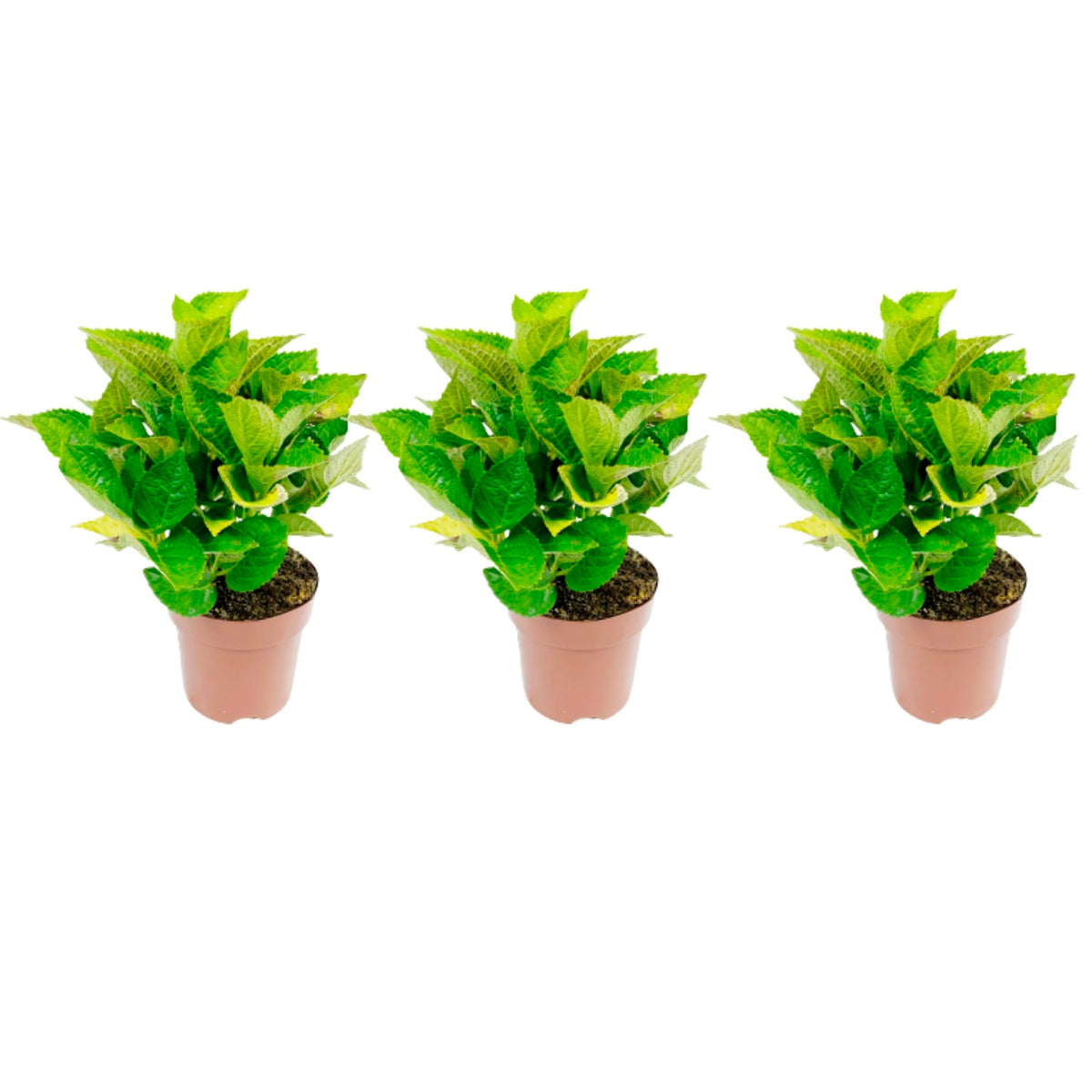 3x Bigleaf hydrangea Hydrangea 3x Hydrangea - Mix 'Doppio Pleasure' pink-purple-white Pink-Purple-White