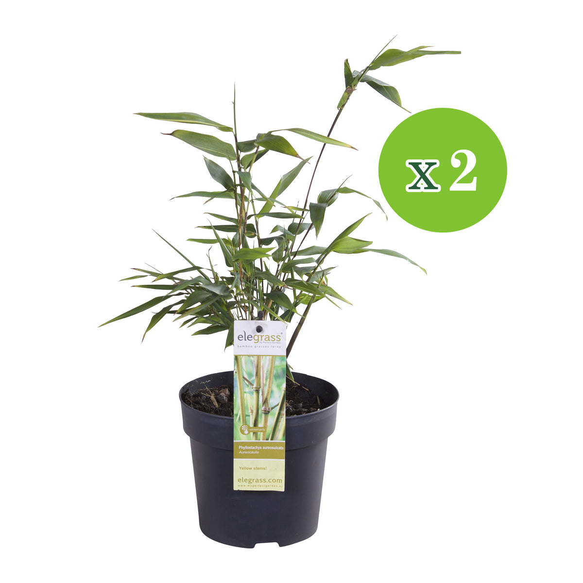 Giant bamboo Phyllostachys 'Aureocaulis' yellow