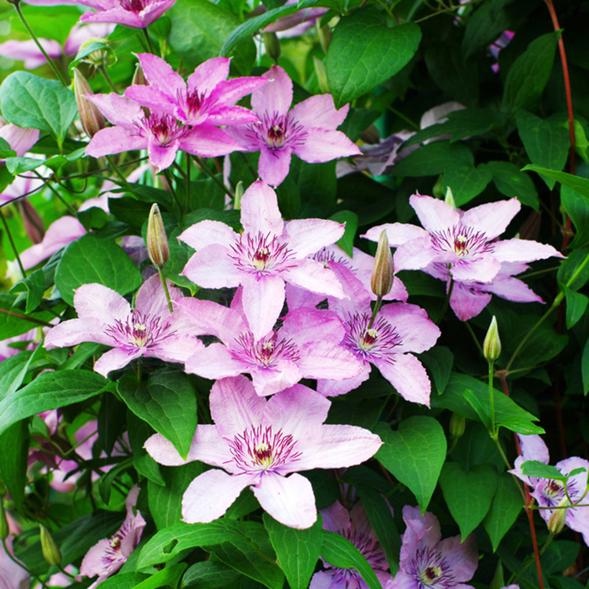 Clematis 'Hagley' Pink