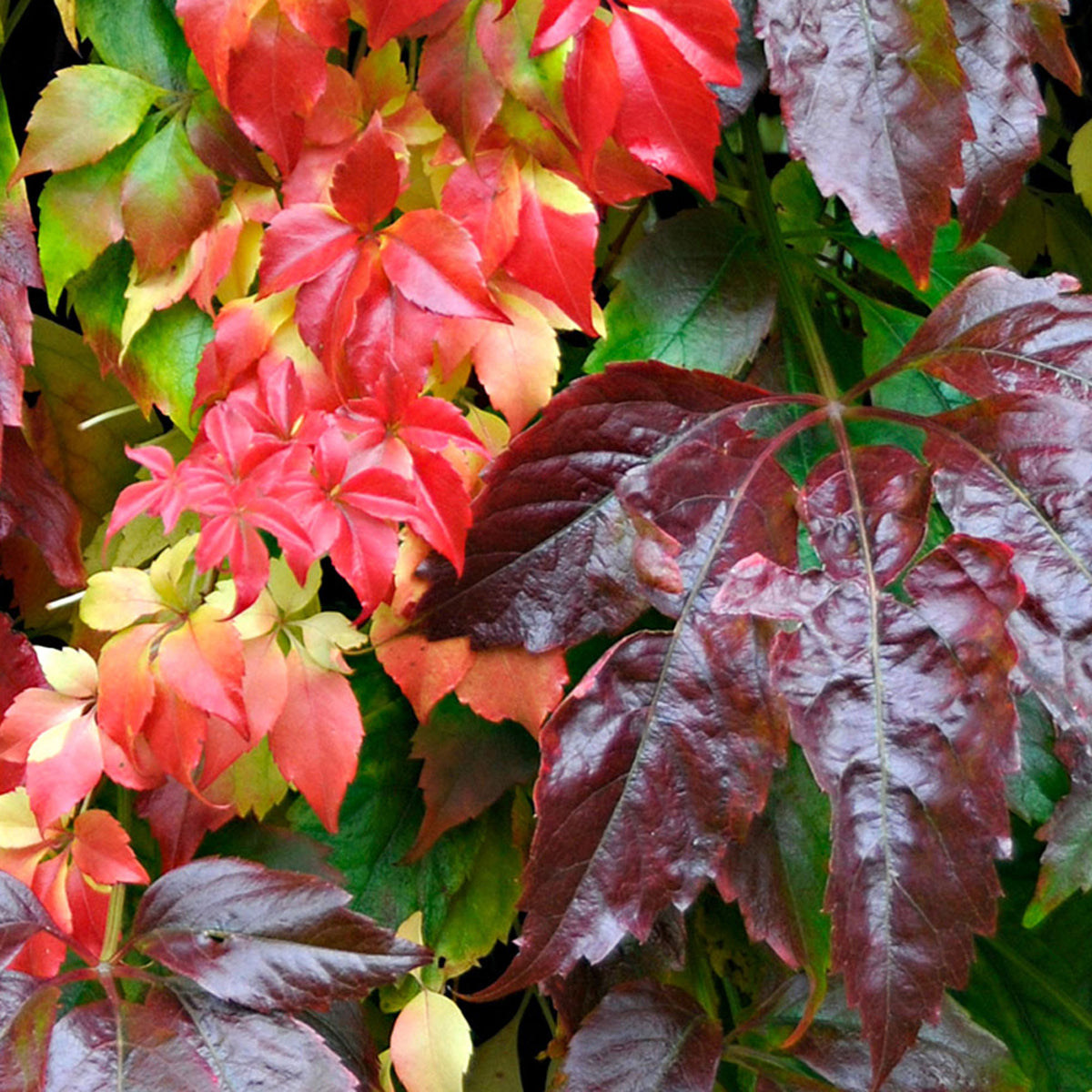 Parthenocissus Parthenocissus 'Engelmannii' red