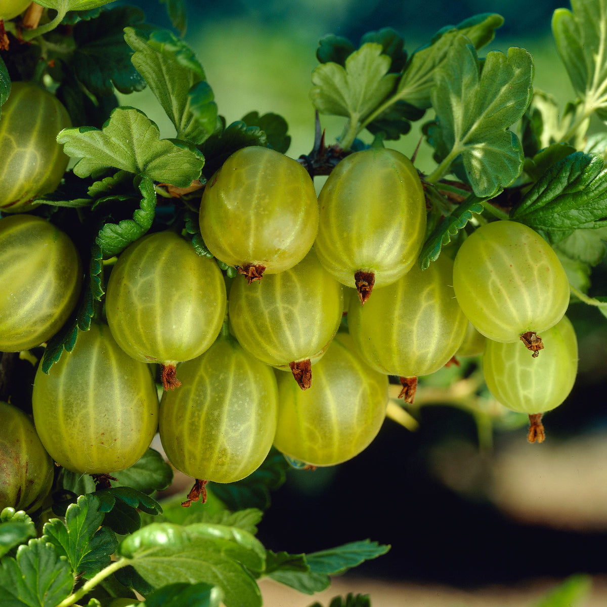 Gooseberry Ribes 'Lady Sun' Yellow-White - Bio