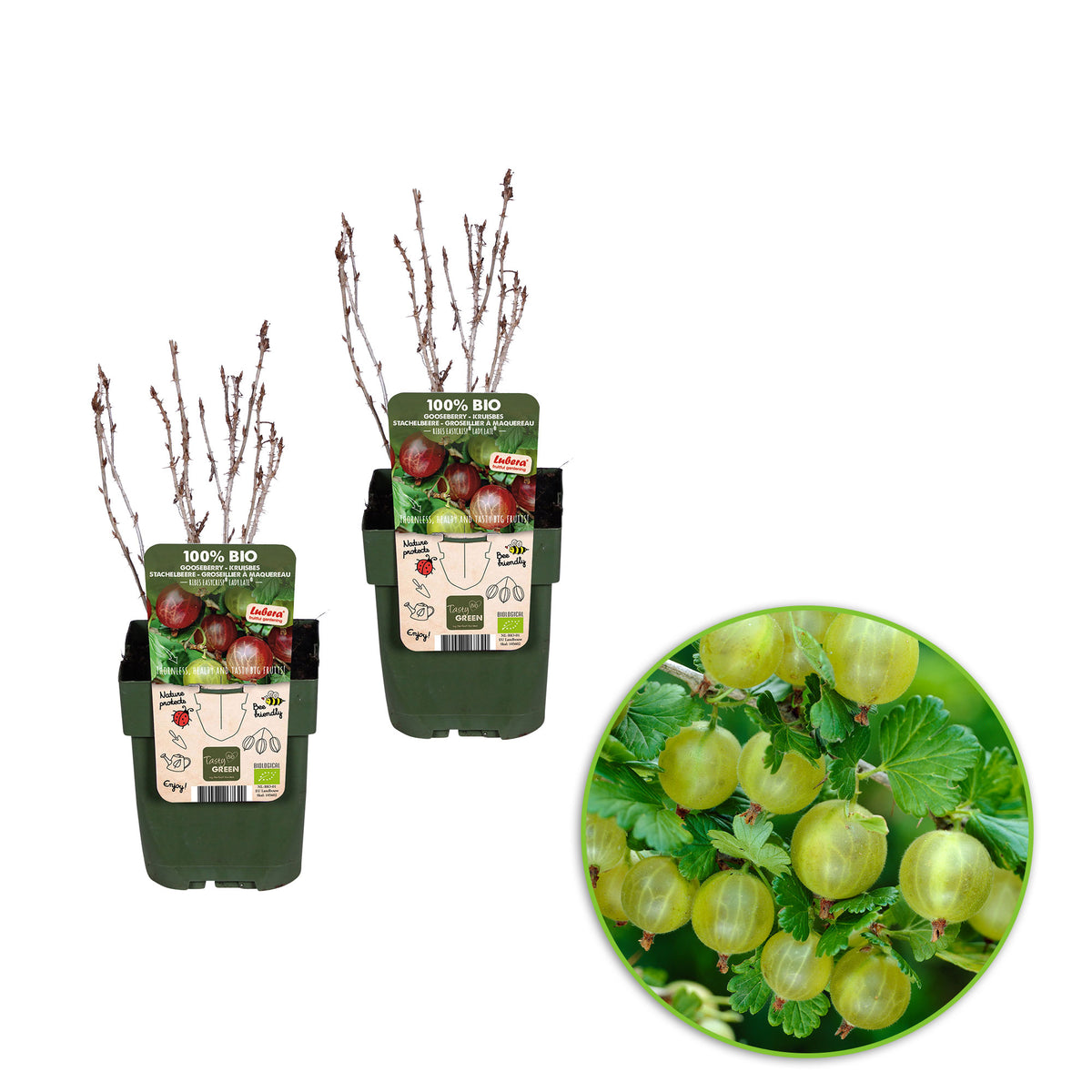 Gooseberry Ribes 'Lady Sun' Yellow-White - Bio