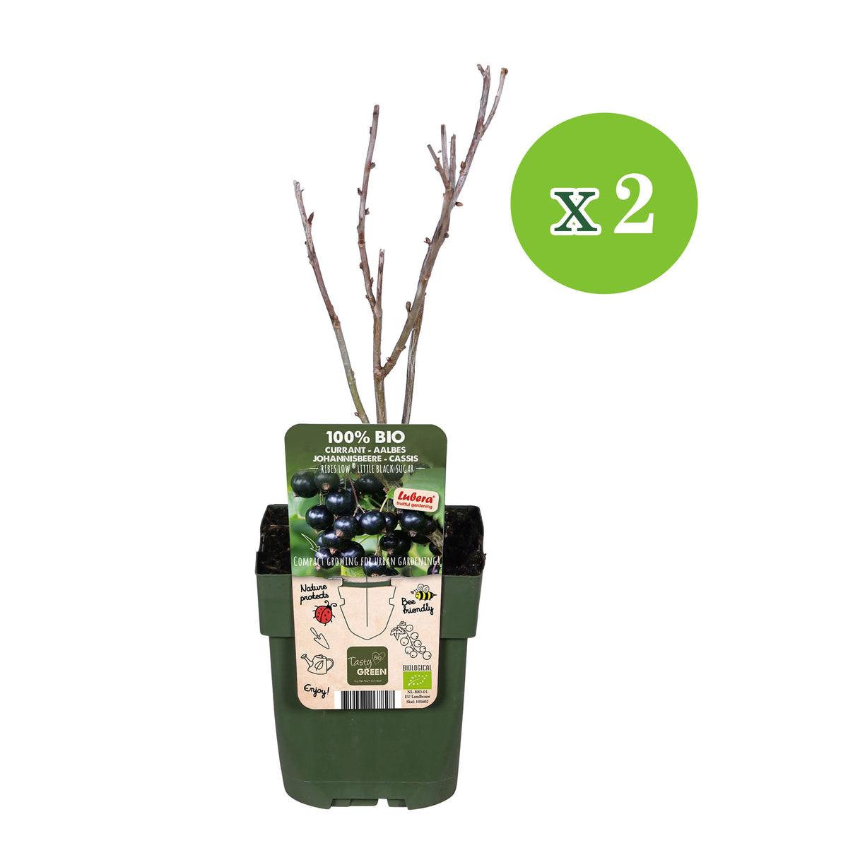 Blackberry Ribes 'Little Black Sugar' Black - Bio