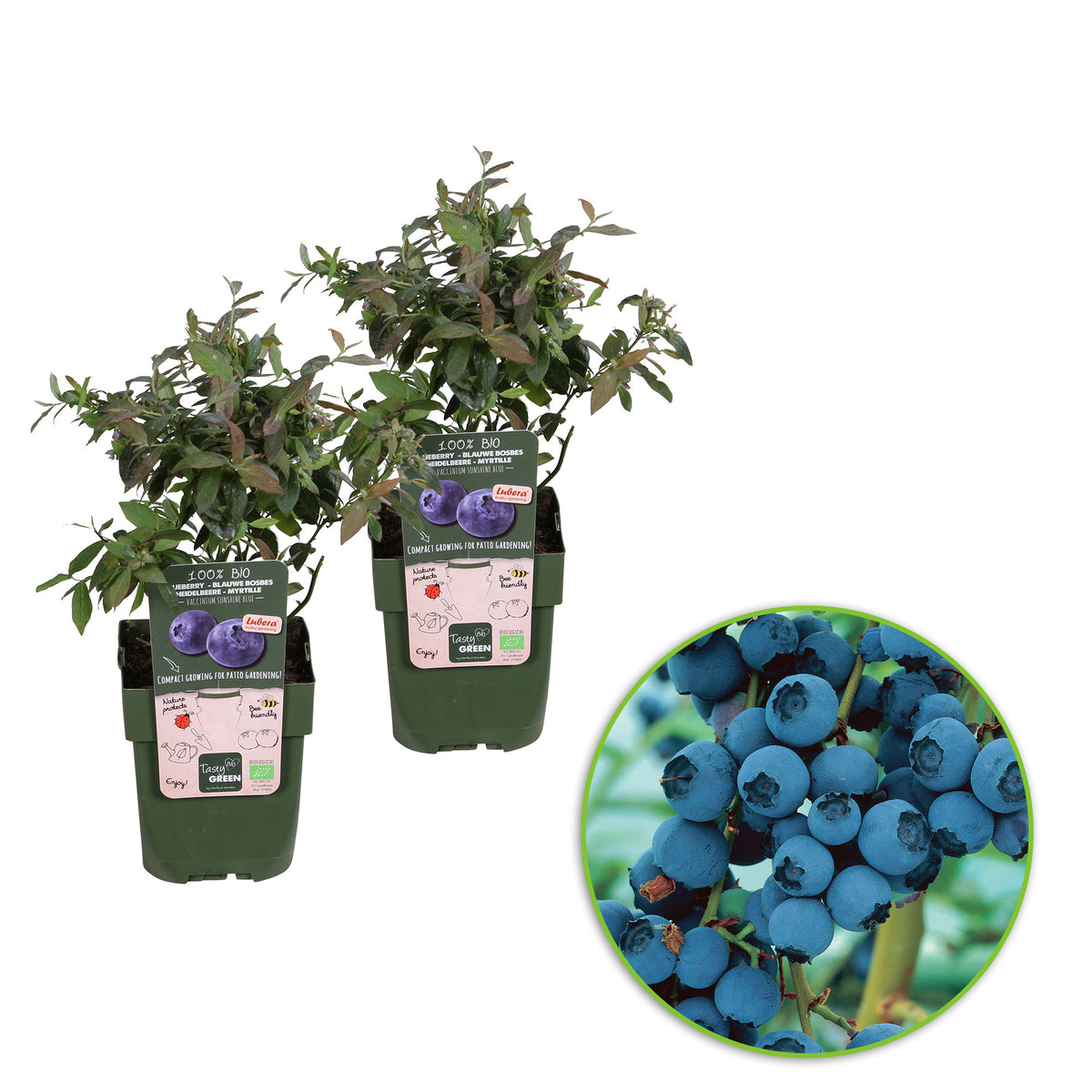 Blueberry Vaccinium 'Little Blue Wonder' blue - Bio