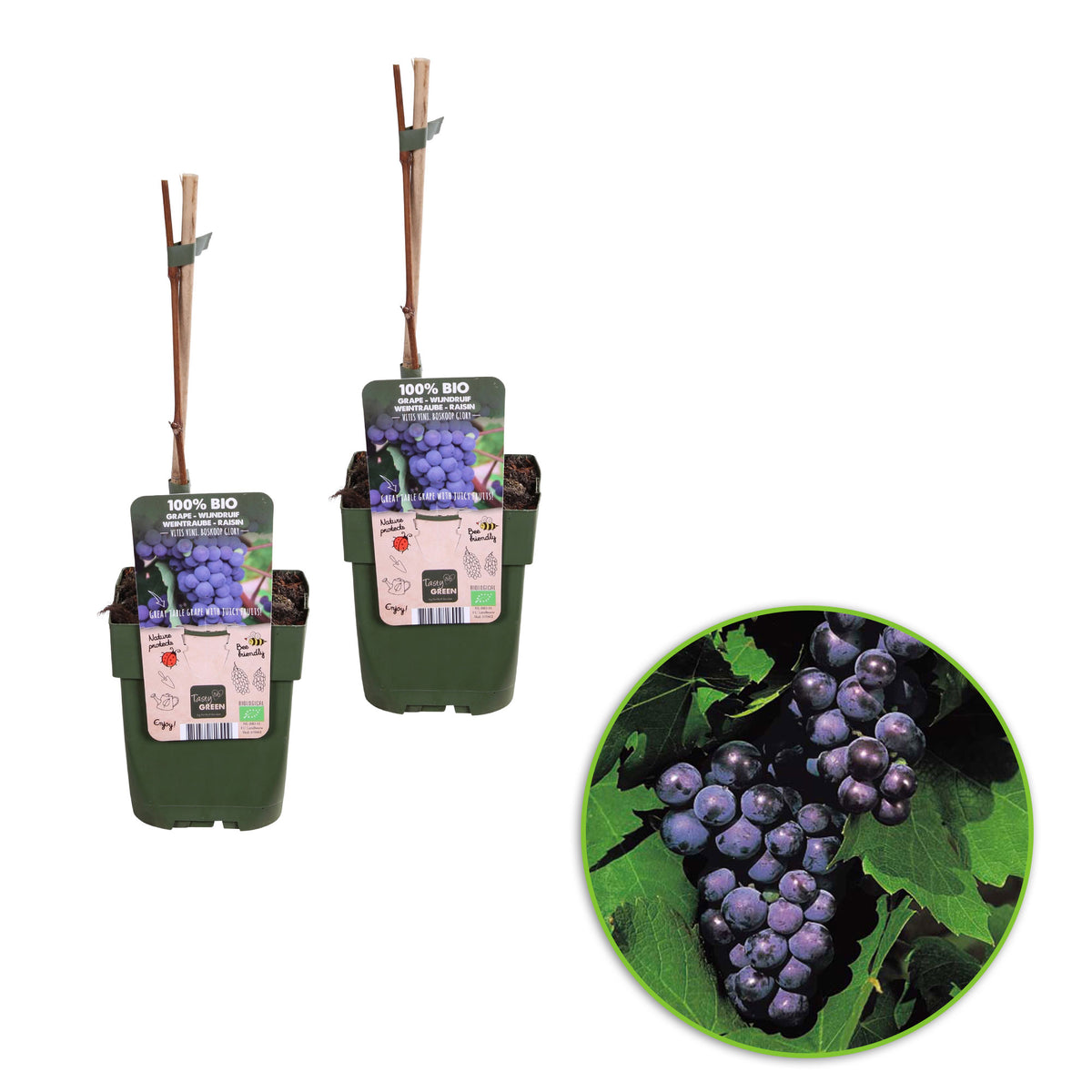 Grape Vitis 'Boskoop Glory' Blue - Bio