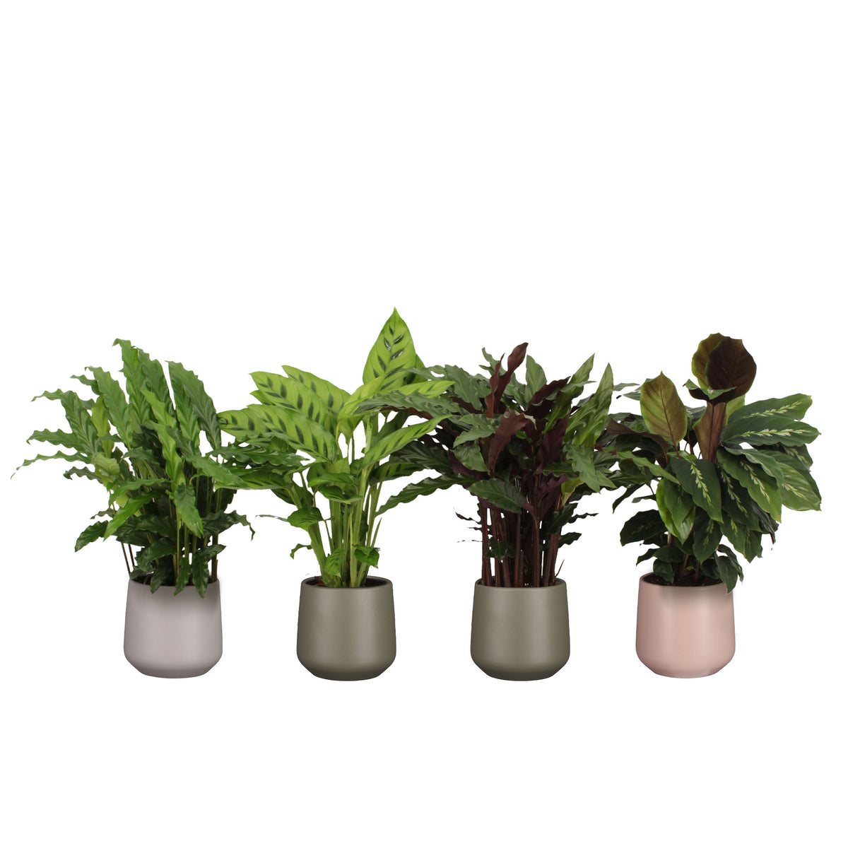4x Prayer Plant Calathea, Ctenanthe - Mix Air-purifying plants incl. decorative pot