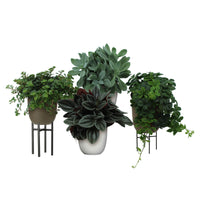 4x Green house plants - Mix 'Eden Collection' including decorative pots and plant stands
