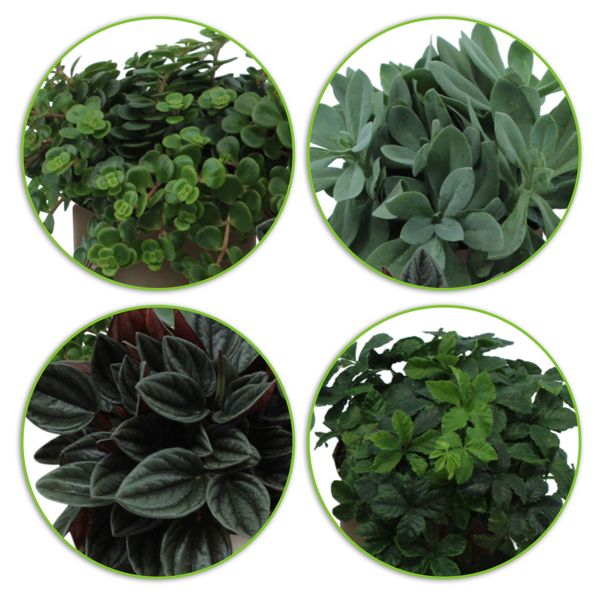 4x Green house plants