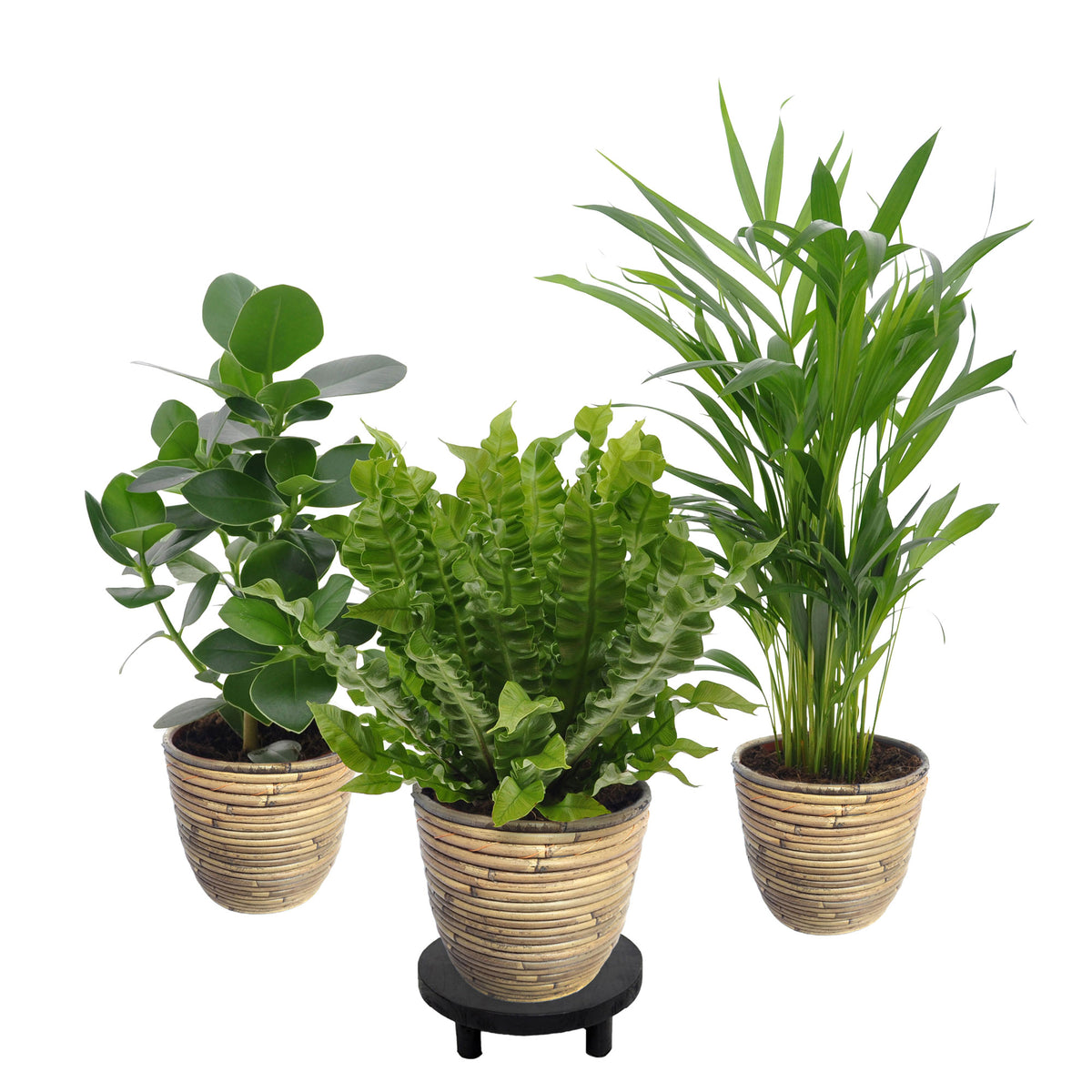 3x Air-purifying indoor plants - Mix including decorative pots + platform