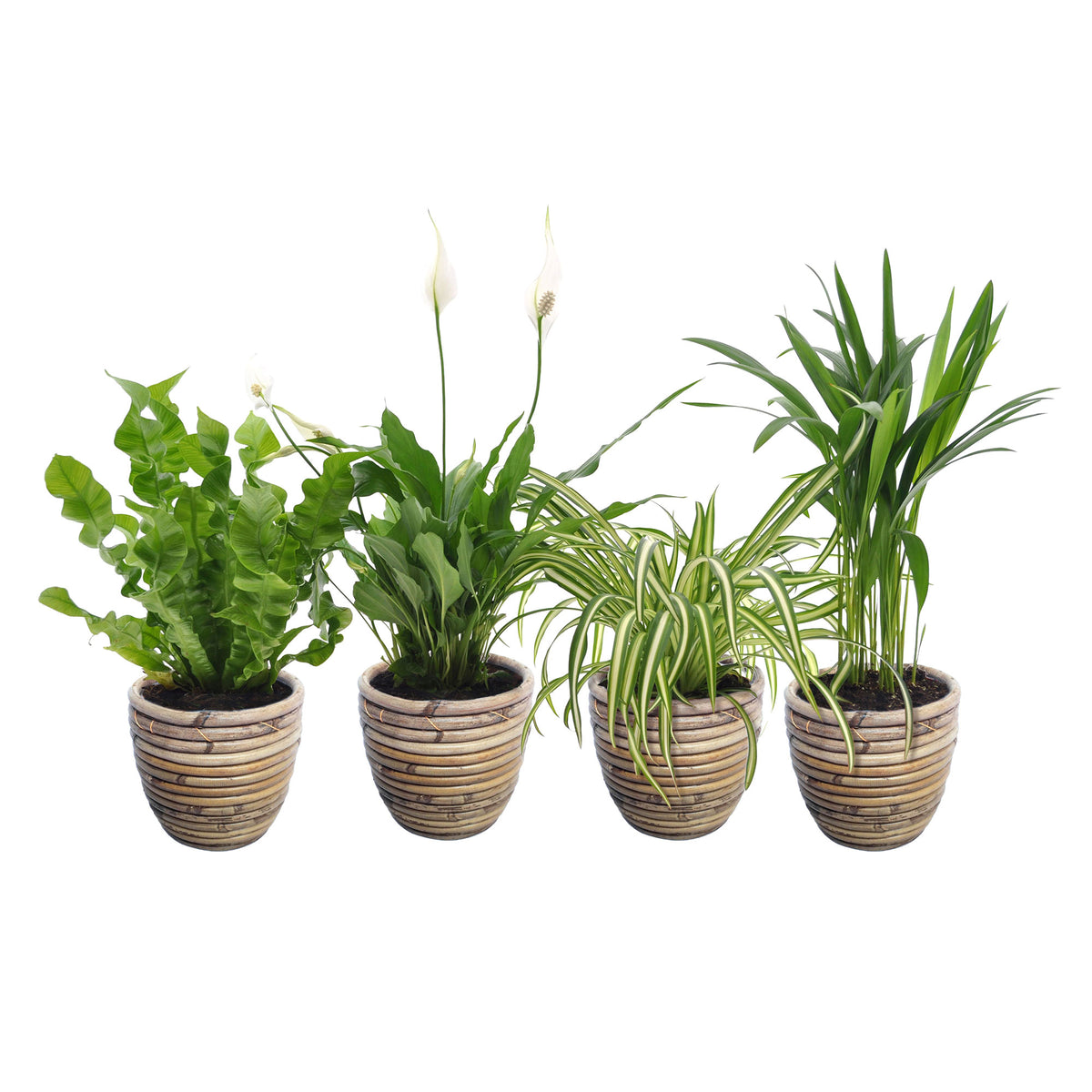 4x Air-purifying indoor plants - Mix including decorative pots