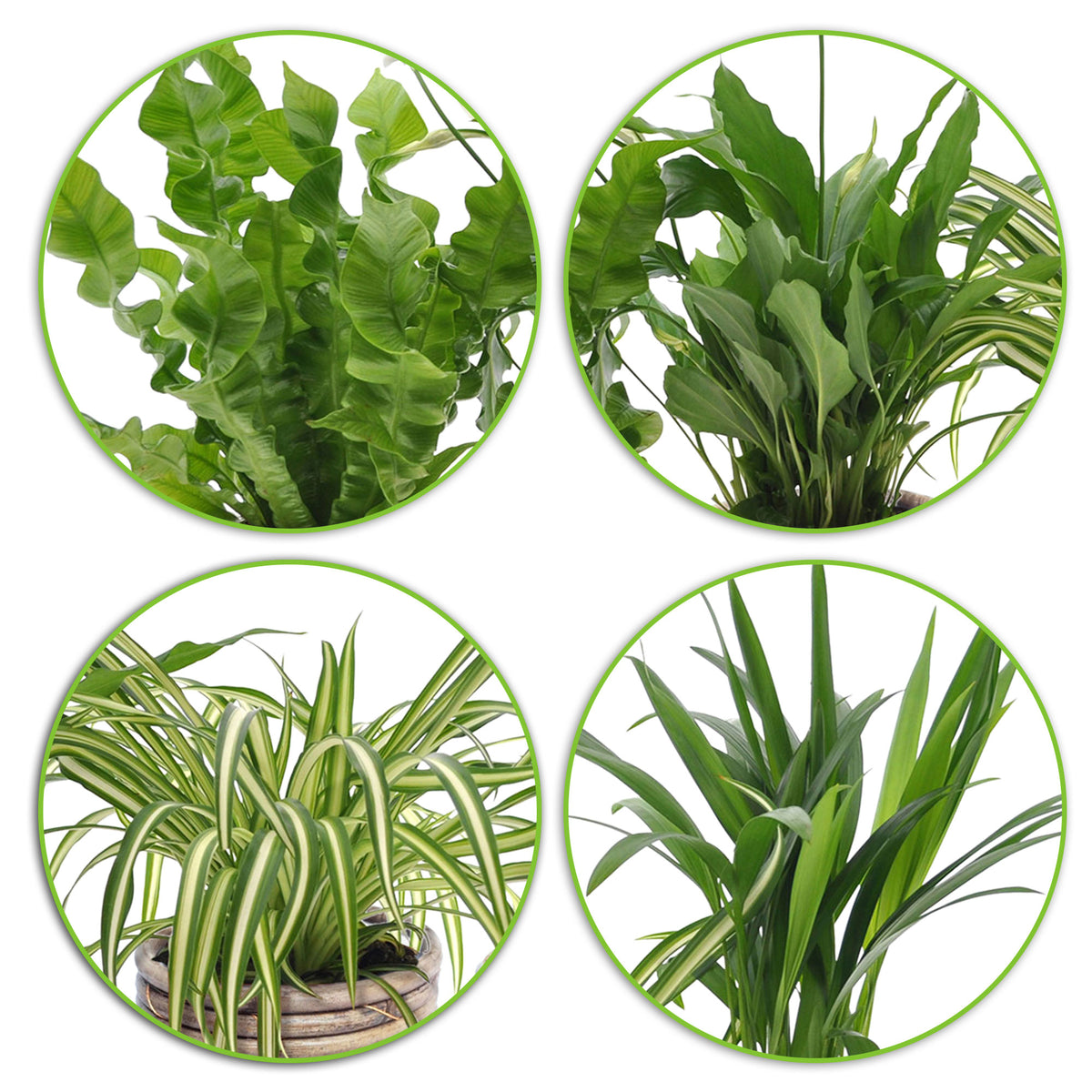4x Air-purifying indoor plants - Mix including decorative pots