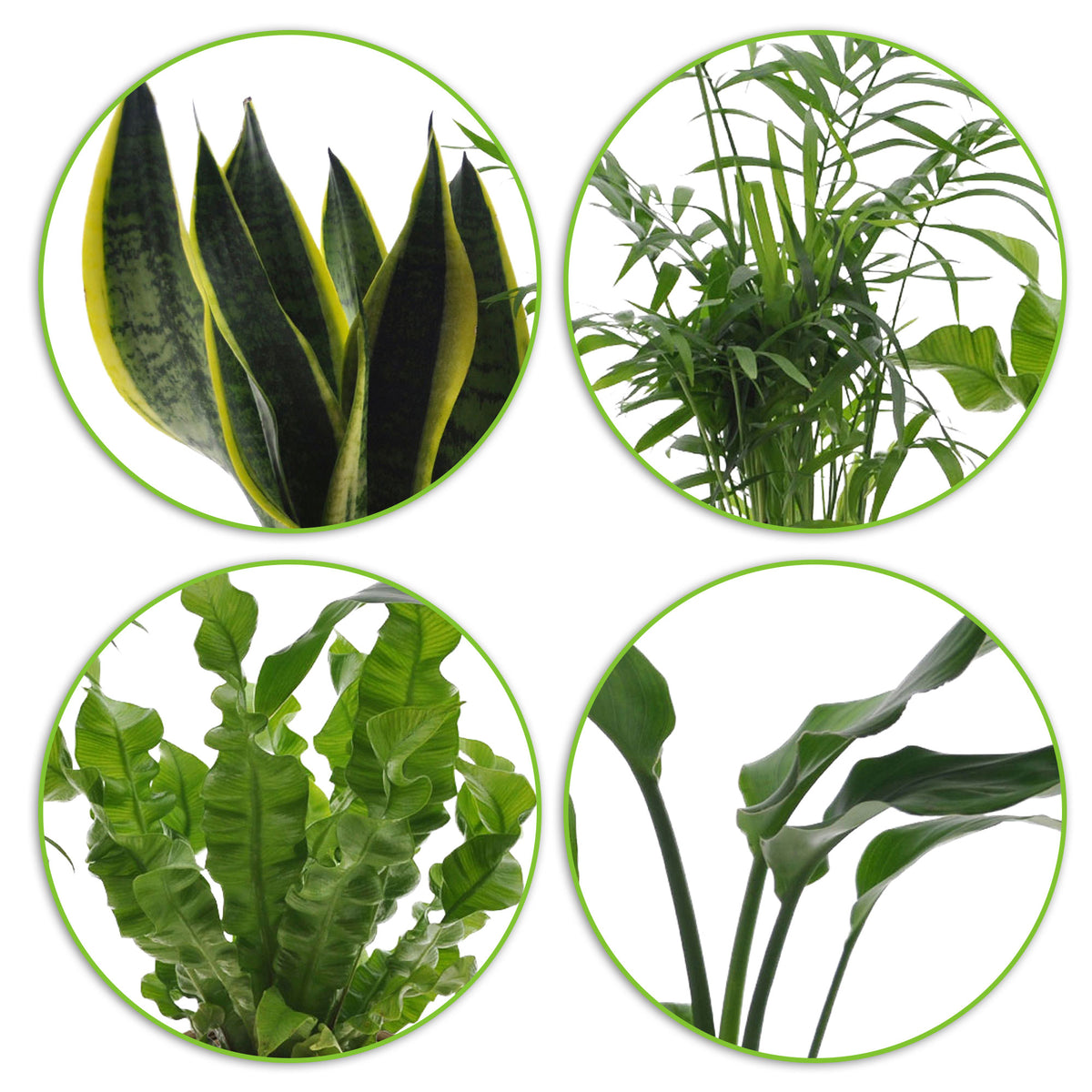 4x Indoor plants that are easy to care for - Mix including decorative pots
