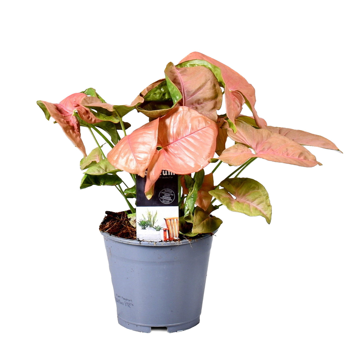 Syngonium 'Red Heart'