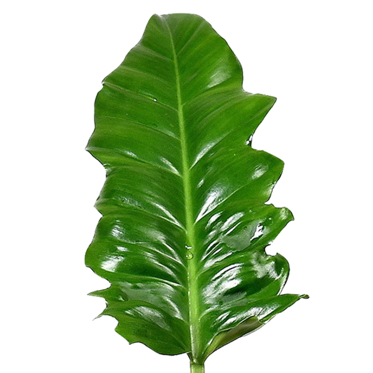 Philodendron 'Narrow'
