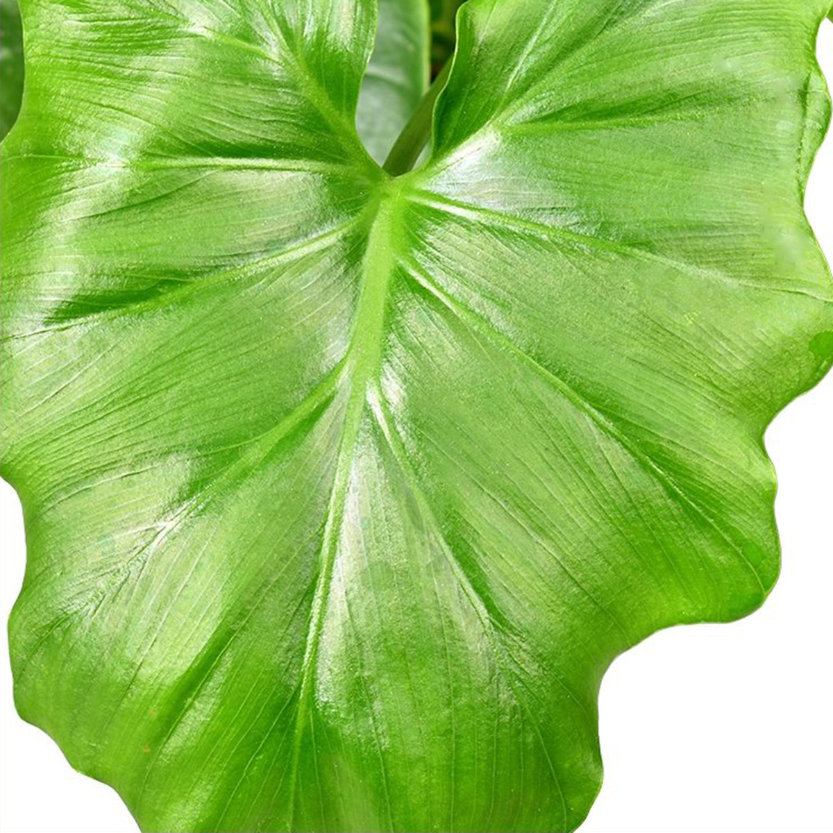 Philodendron 'Shangri La'