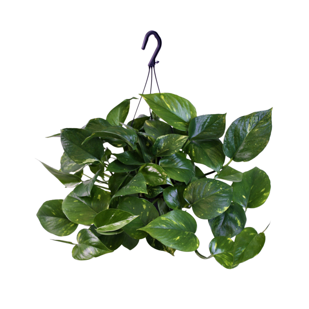 Scindapsus Epipremnum 'Aureum' - Hanging plant