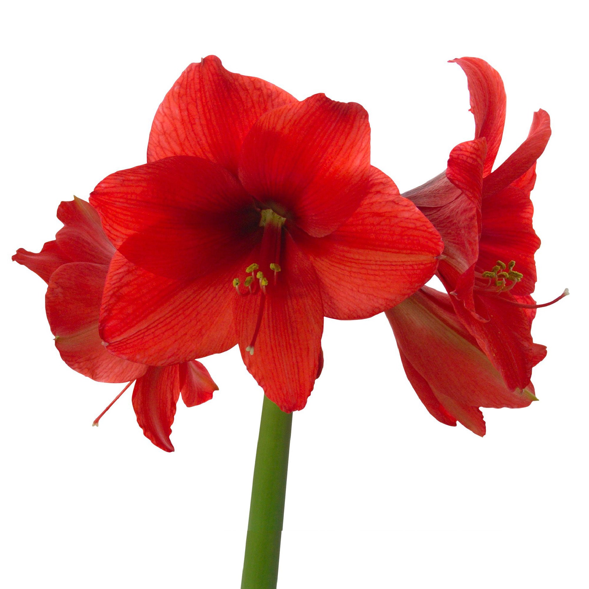 Wax Amaryllis Hippeastrum 'Kolibri' white