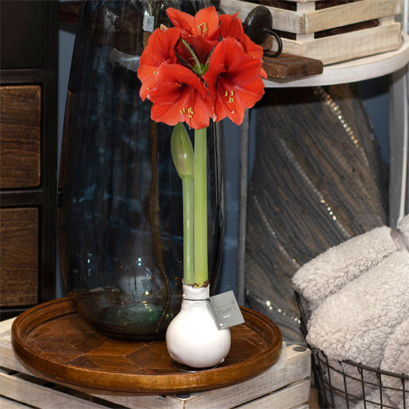Wax Amaryllis Hippeastrum 'Kolibri' white