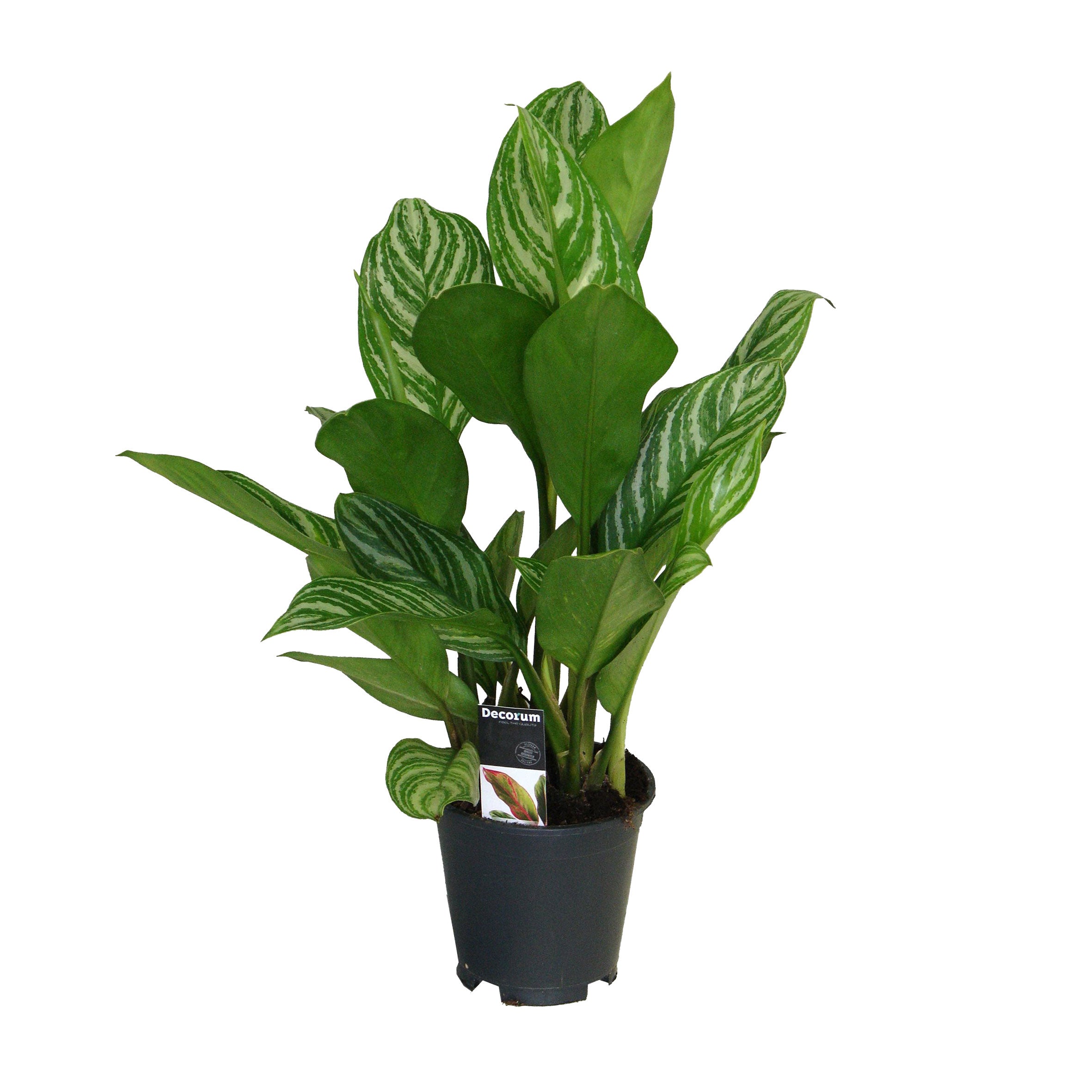 aglaonema stripes uk Buy house plants now Chinese evergreen Aglaonema 'Stripes'