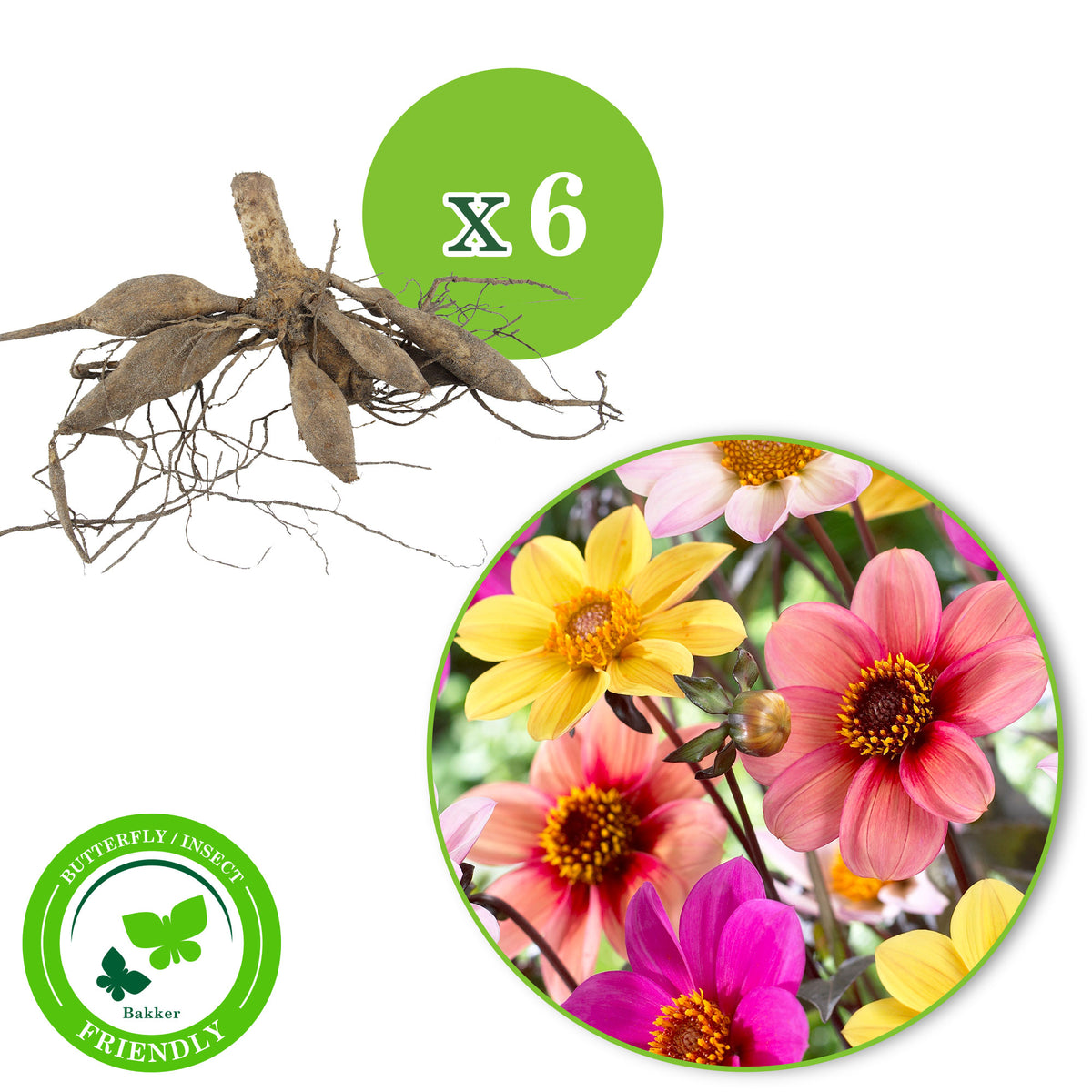 6x Dahlia mignon - Mix 'HS Butterfly'