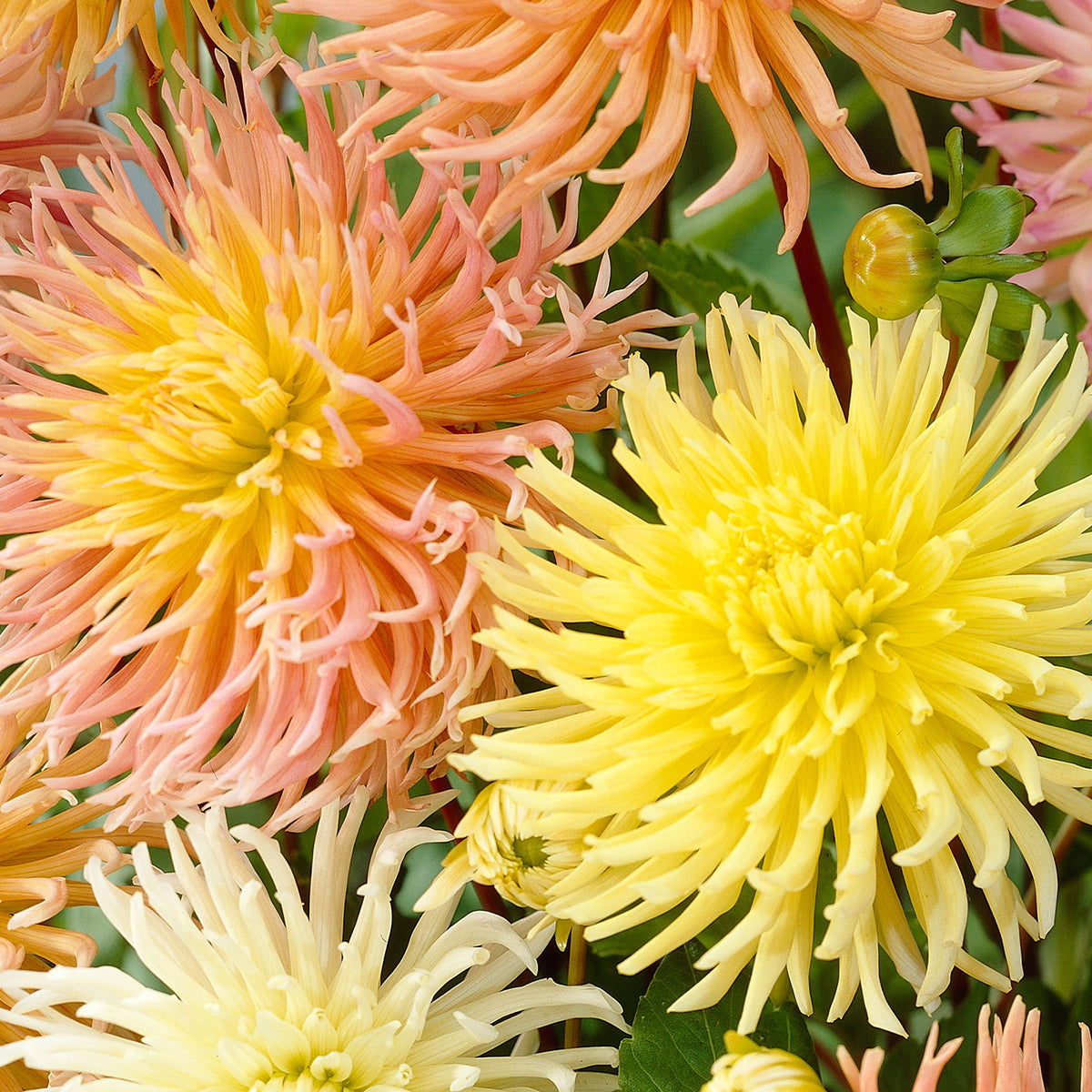 5x Dahlia star - Mix Organic
