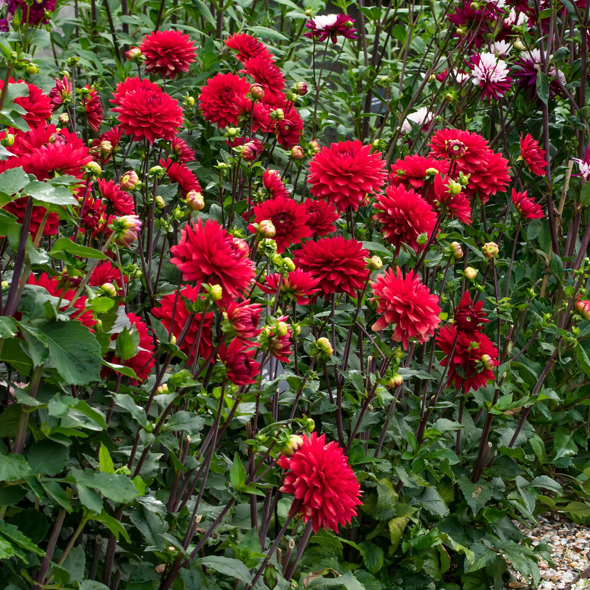 Buy 3x Dahlia 'Garden Wonder' red | Bakker.com