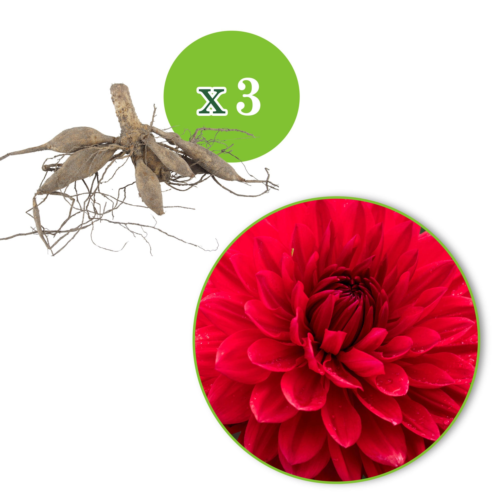 小物 dahlia dahlia Buy 3x Dahlia 'Garden Wonder' red | Bakker.com