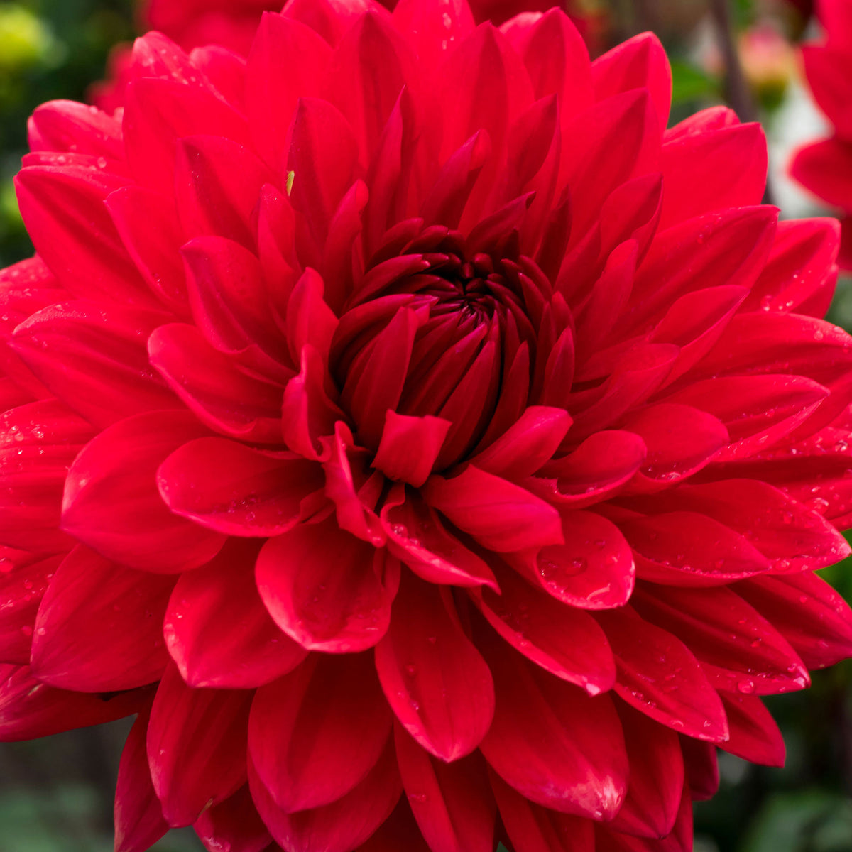 3x Dahlia 'Garden Wonder' red