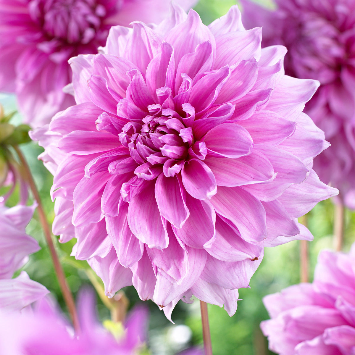 3x Dahlia dinnerplate 'Lavender Perfection' purple
