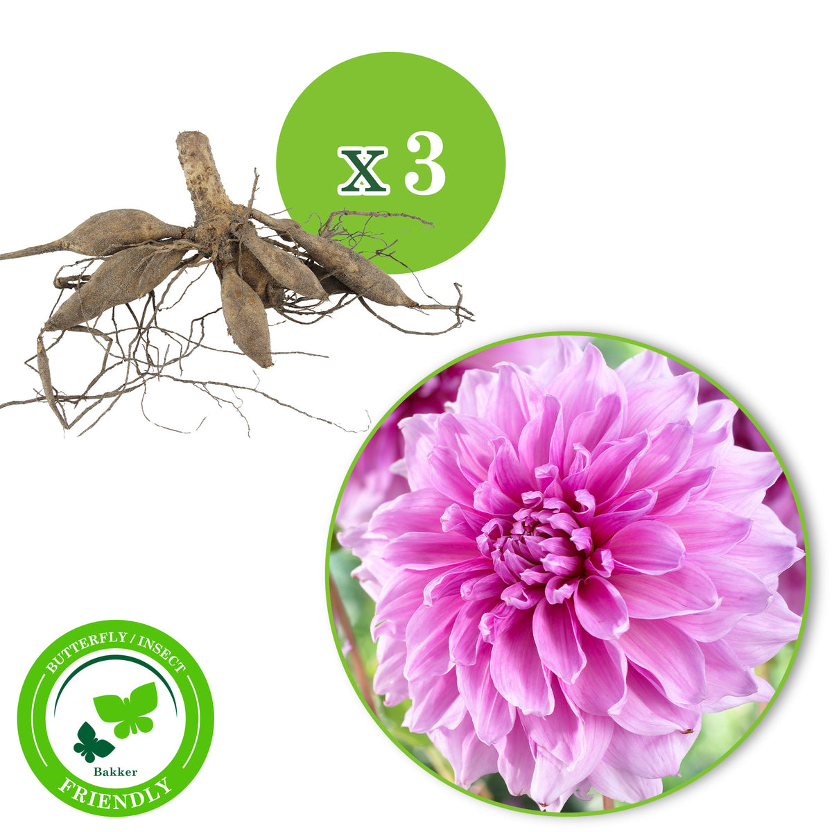 3x Dahlia dinnerplate 'Lavender Perfection' purple