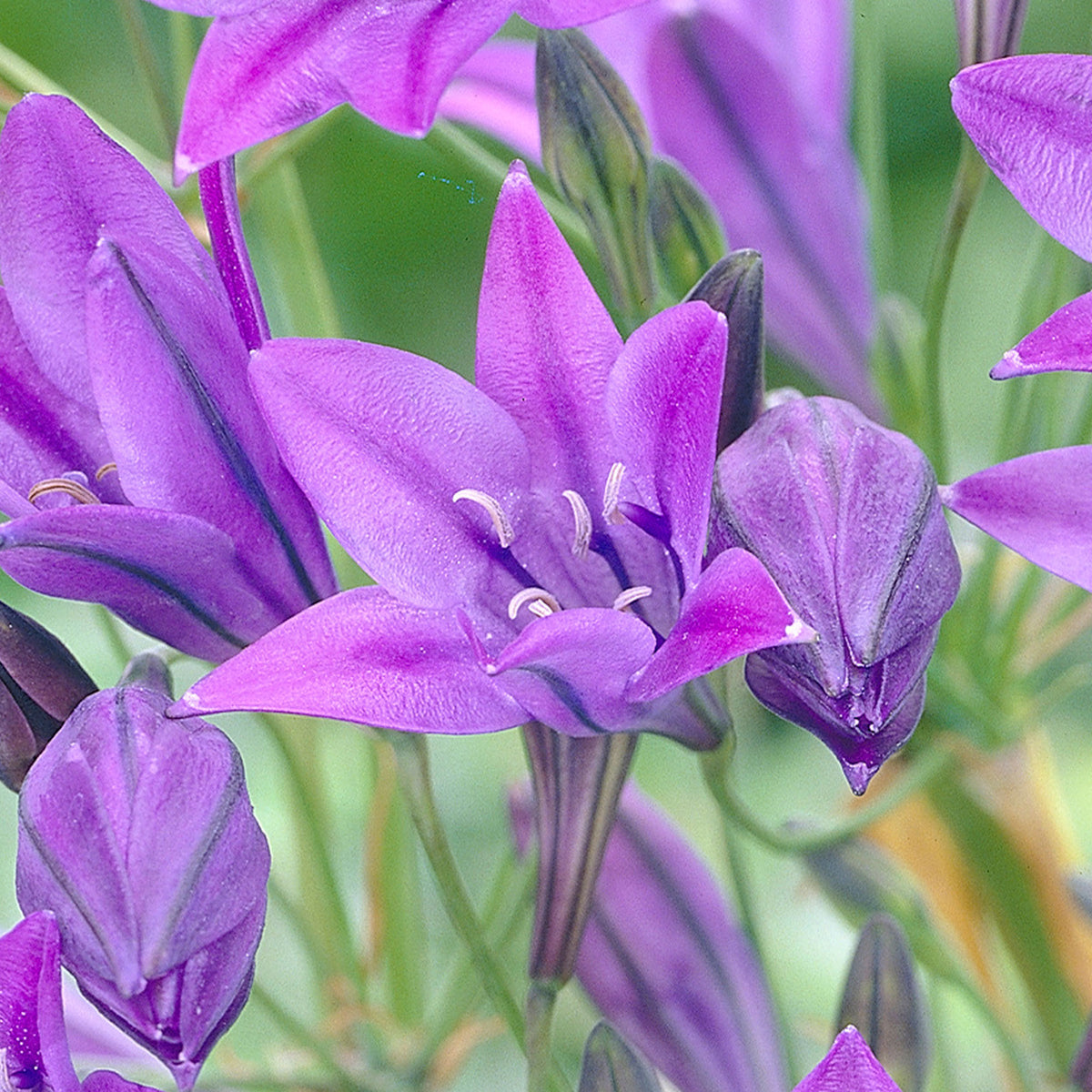 100x Triteleia ixioides 'Queen Fabiola' blue
