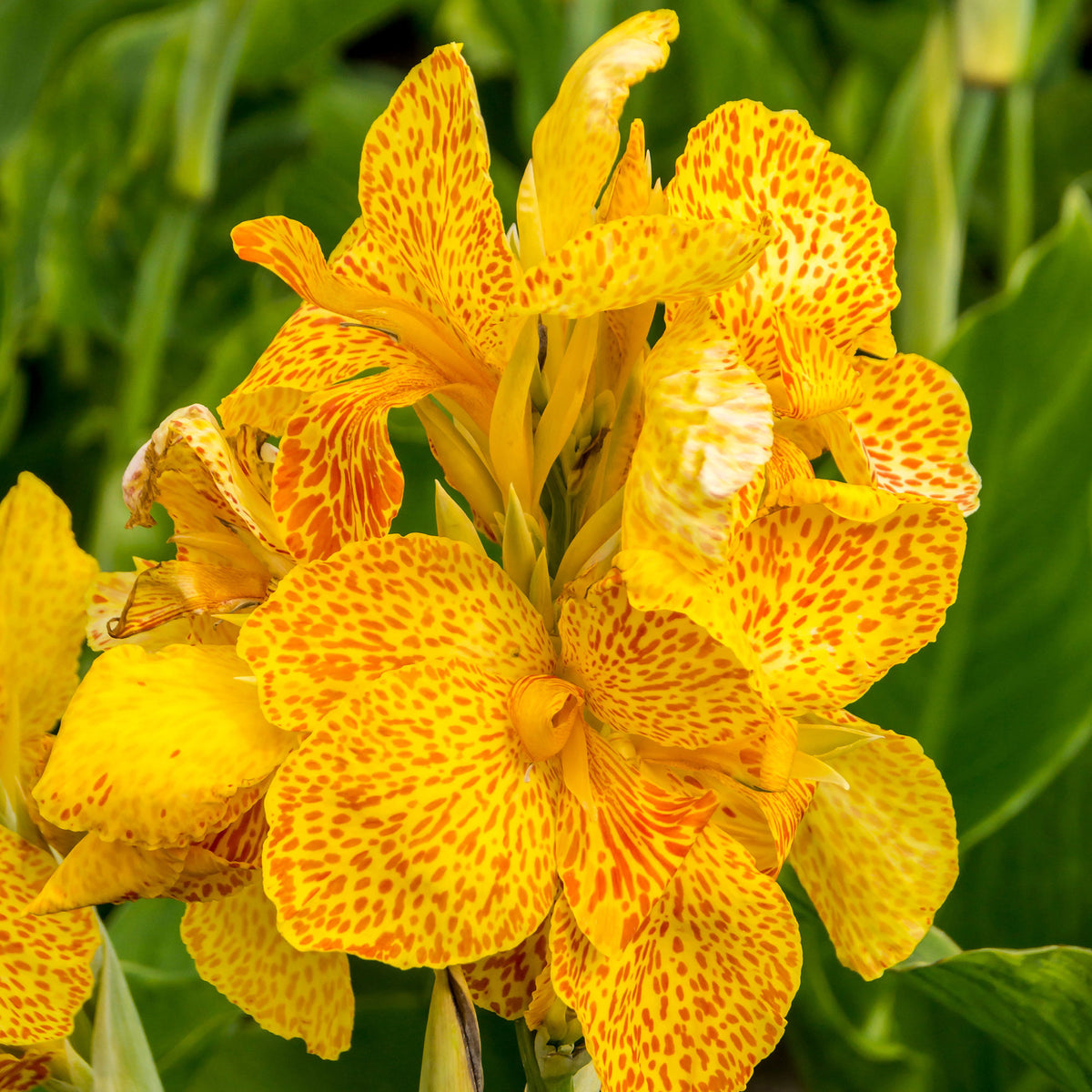 Indian shot Canna 'Tropical Yellow' yellow