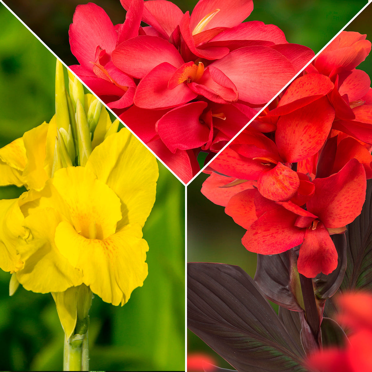 5x Indian shot Canna - Mix yellow-red-orange