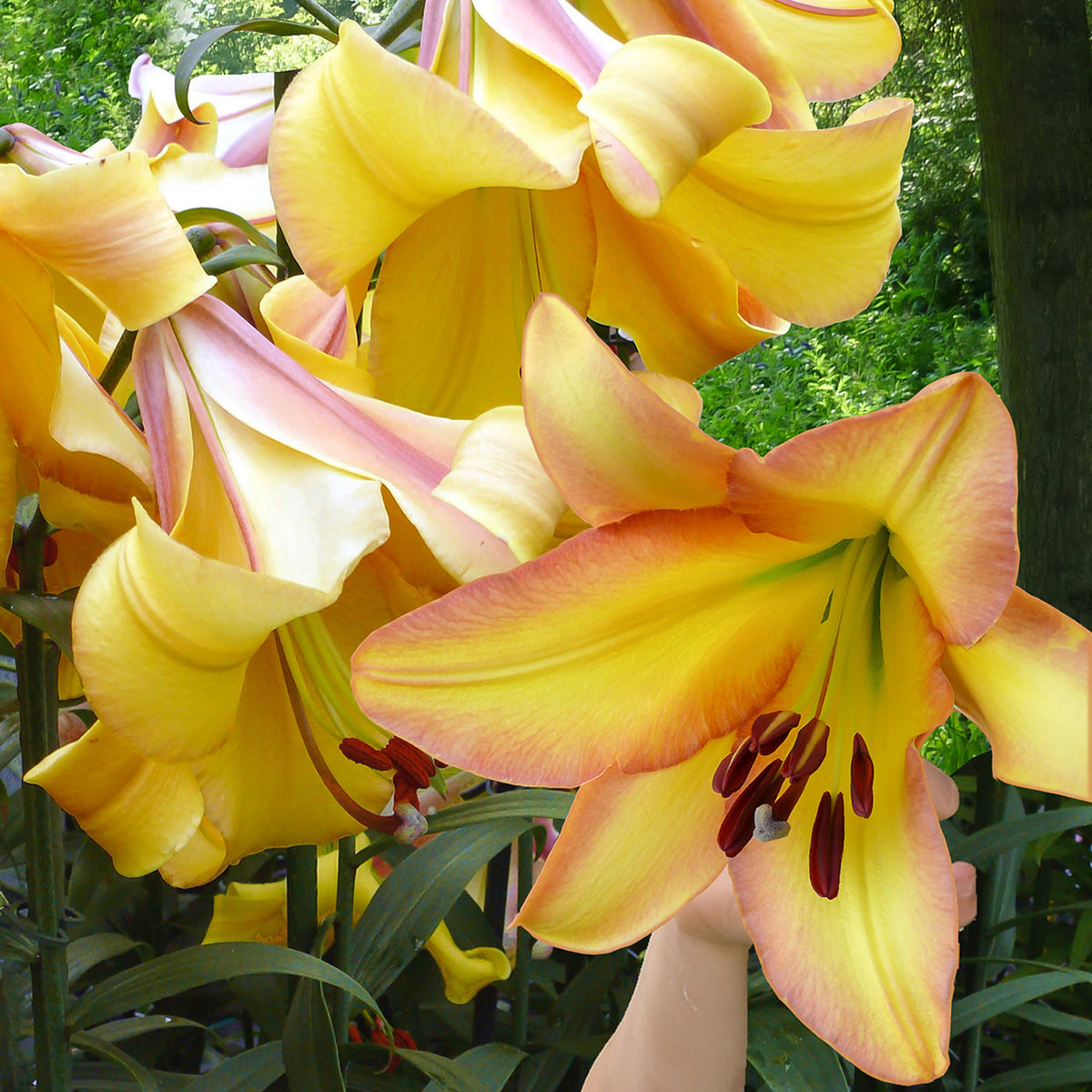 5x Lily Lilium Like A Tree 'Rising Moon' yellow
