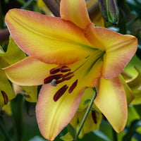 5x Lily Lilium Like A Tree 'Rising Moon' yellow