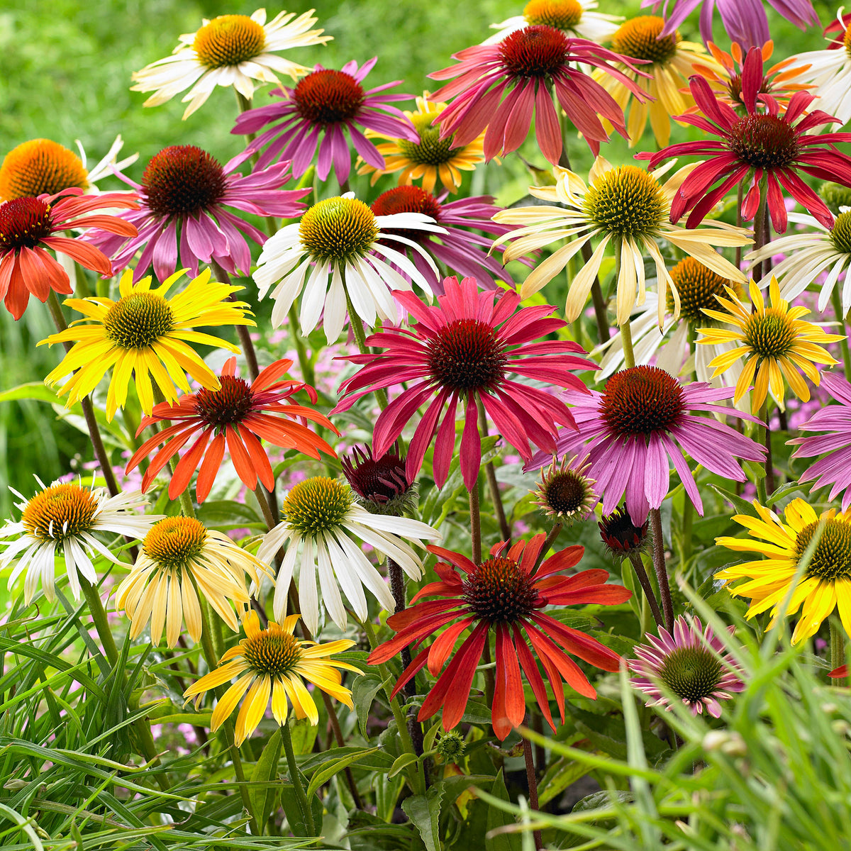 2x Coneflower Echinacea + 1x Coneflowers - Mix 'Flower Power' purple-white-yellow - Bare rooted - Hardy plant