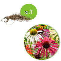 2x Coneflower Echinacea + 1x Coneflowers - Mix 'Flower Power' purple-white-yellow - Bare rooted - Hardy plant