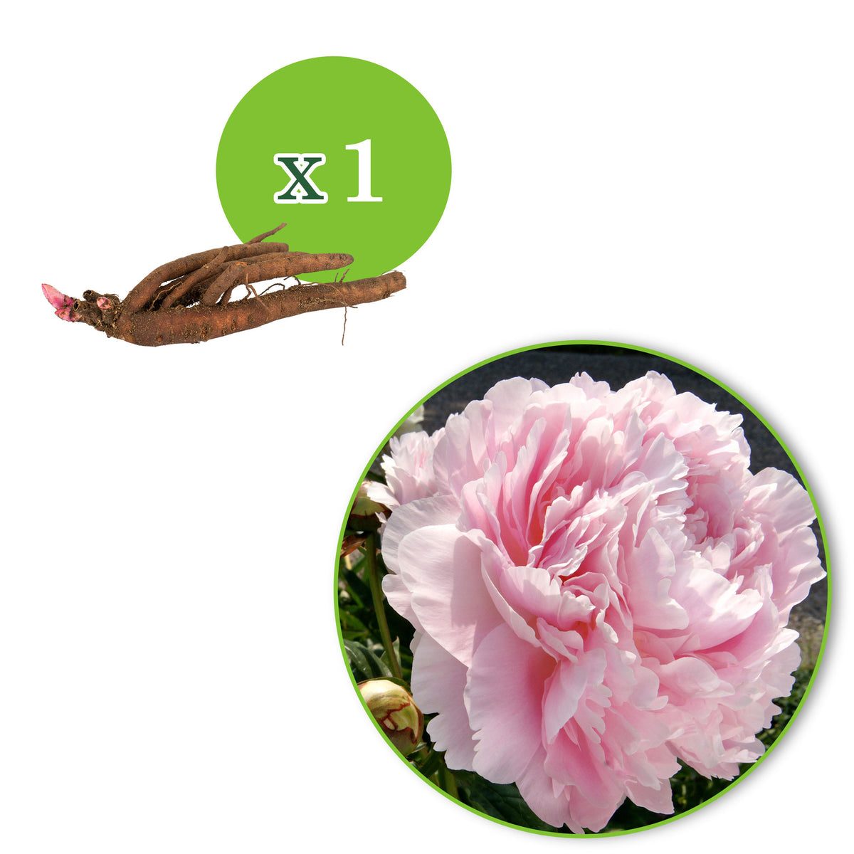 Peonies Paeonia 'Dinner Plate' pink - Bare rooted - Hardy plant
