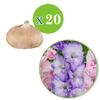 20x Gladiolus Gladiolus - Mix 'Sweet Pastel Beauty' purple-pink