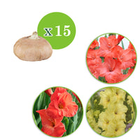 15x Gladiolus Gladiolus - Mix 'Hot Spanish Sun' orange-red-yellow