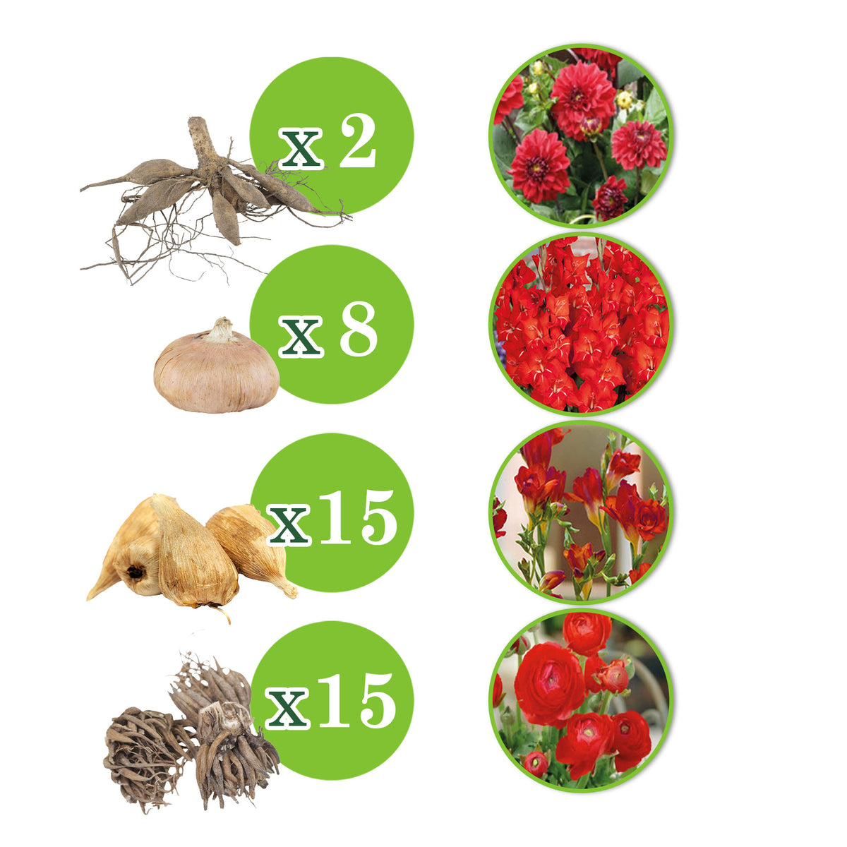 40x Flower bulbs - Mix 'Patio City Garden Red' red